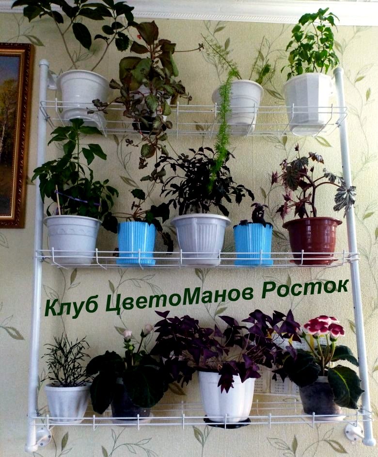 настенный разборный стеллаж для растений. Фото N5